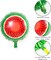 Watermelon Kiwi Party Decoration Supplies for Baby Shower Birthday Christmas Kids Gift